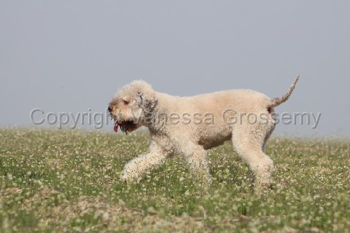 LAGOTTO 101.jpg